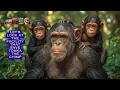 The Wonderful Save the Chimps Sanctuary in Fort Pierce Florida