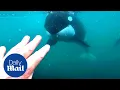 Download Lagu Incredible moment killer whales brush past swimmer in New Zealand