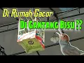 Download Lagu Cara Setting Lomba Burung Prenjak Kepala Merah