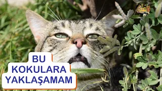 kedilerin sevmedi i kokular