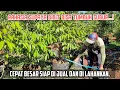 Lagu Cara Perawatan Bibit Durian Di Polybag Dan Planterbag ...!!! Supaya Tumbuh Subur Dan Cepat BESAR.