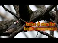 Download Lagu burung glatik belong di alam liar