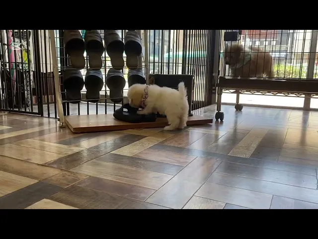 動画