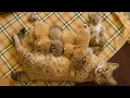 Download Lagu Rescue Bobcat Becomes a Loving Mom for The First Time- Her Bond With The Kittens Is Pure Magic! 