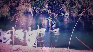 ماهر زين رضيت بالله ربا رنة دندنها