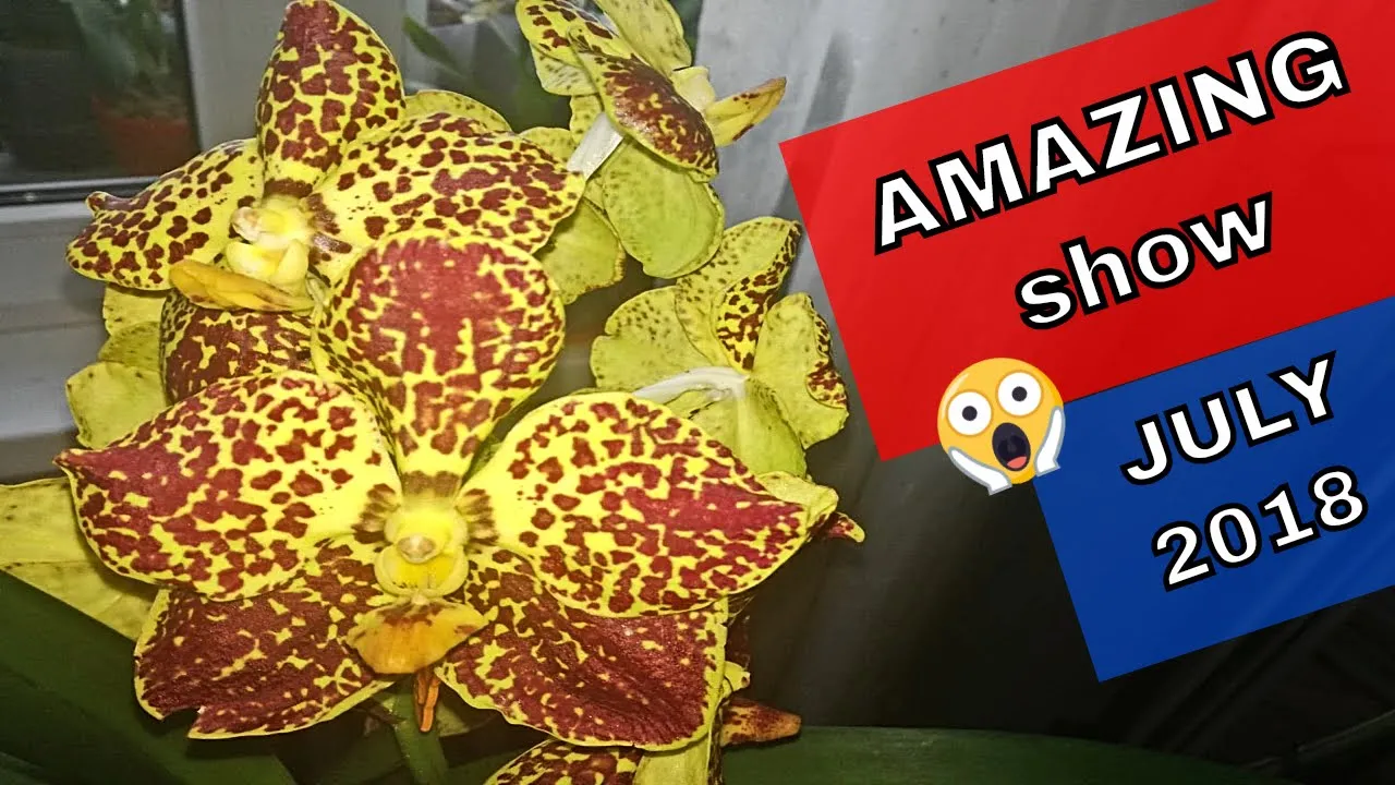 ORCHIDS IN BLOOM JULY 2018 AMAZING SHOW