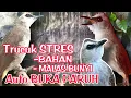 Download Lagu TERAPI TRUCUKAN BIAR CEPAT GACOR dengan SUARA AIR - MASTERAN TRUCUKAN STRES \u0026 MALAS BUNYI agar GACOR