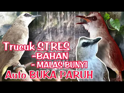 Download MP3 TERAPI TRUCUKAN BIAR CEPAT GACOR dengan SUARA AIR - MASTERAN TRUCUKAN STRES \u0026 MALAS BUNYI agar GACOR