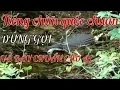 Lagu Bẫy quốc | Tiếng chim quốc chuẩn để bẩy 2019