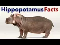 Hippopotamus Facts