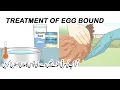 egg bound chicken symptoms a eggbound chicken looks binding