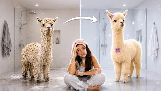 TENTEI DAR BANHO NA MINHA ALPACA “ZUZU” 😂