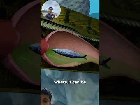 moray eels have two sets oF jaws ? 😋 #shorts #viral #