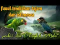 Download Lagu Fuuul tembakan tajam dan istimewa perkici dan Tengkek Buto