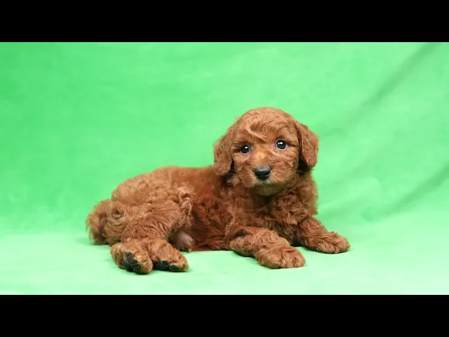 動画