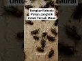 Download Lagu Bongkar Rahasia Pakan Jangkrik untuk Ternak Murai Batu.. Buktikan! #muraibatumedan #muraimedan