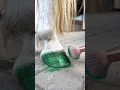 Download Lagu Plant based ECO friendly glitter✨ Which color should I try next time? 😍 #shorts #horse #pony