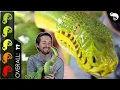 Emerald Tree Boa The Best Pet Snake