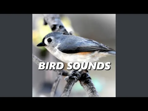 Download MP3 Suara Burung yang Mengundang