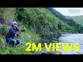Download Lagu Nile Tilapia Fishing Lake Toba