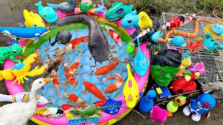 Download Memancing ikan keli besar di dalam kolam,ikan hiasan,ikan berwarna-warni,ikan laut,penyu, itik angsa MP3