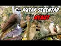 Download Lagu trucukan gacor TARUNG ROPEL PANJANG pancingan trucukan agar bunyi jadikan burung trucuk gacor EMOSI