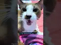 Lagu JANGAN MACEM MACEM SAMA KUCING TANTRUM