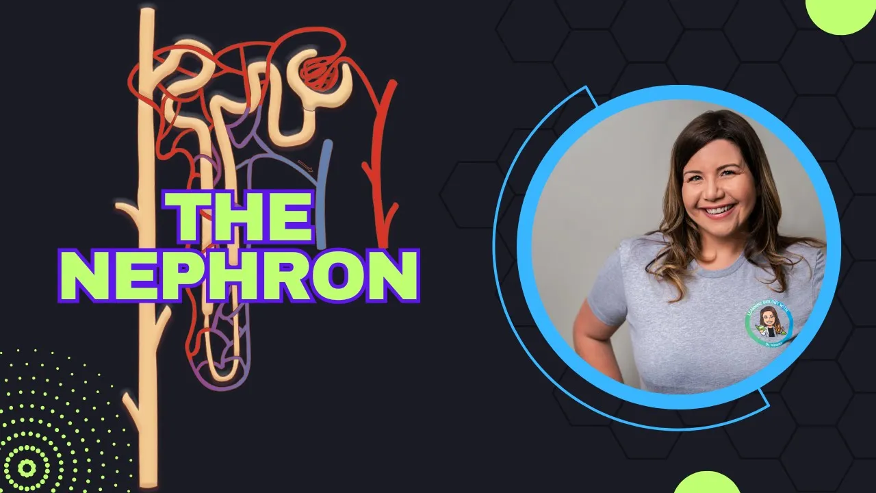 The Nephron: How Your Kidneys Filter Blood & Maintain Balance