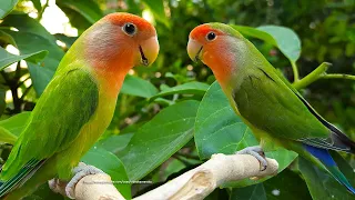 Peach Faced Lovebird S Sounds Red Headed Green Opaline Red Faced Dark Green 