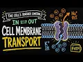 The Cell Membrane Explained Transport made simple