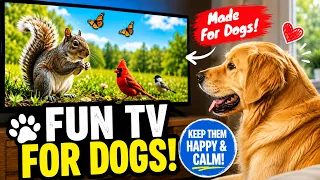 Dogs LOVE This TV! 🐕 Fun, Exciting & Stimulating!