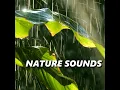 Daybreak Rain Sounds