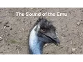 Download Lagu The Sound of the Emu