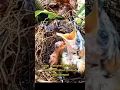 Download Lagu Burung kedasih  kejam dan licik sejak baru lahir