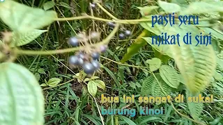 Download PASTI BANYAK BURUNG KINOI DI SINI MP3