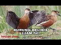 Download Lagu SUARA BURUNG BELIBIS GACOR  MASTERAN BURUNG