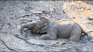 Baby Elephant Sinking in Thick Mud… Mother Cries for Help | Rescuers Risk Their Lives to Save Him