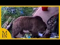 Download Lagu Two Winnie-the-Pooh wannabes escape and eat a week’s worth of honey