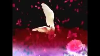 انصاف فتحي ياطير ياماشي لى اهلنا بسراع وصل رسائلنا  انصاف فتحي ياطير ياماشي لى اهلنا بسراع وصل رسائلنا