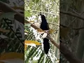 Download Lagu suara burung bubut di tengah hutan