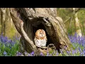 AMAZING SPRING BIRDS IN 4K 🌷🌿 Earth’s Most Beautiful Birds Enjoying Spring 🌿 Relaxing Bird Sounds 🕊️
