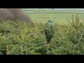 Download Lagu Jutek Christmas tree multifunctional machine on weed spraying