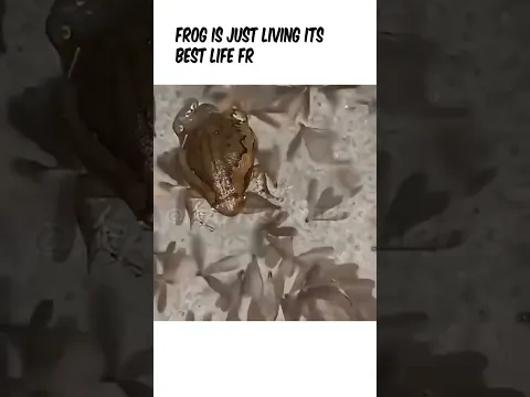 Frog Living Its Best Life in Hilarious Adventure #Funny #Comedy #Frog #Nature #FYP