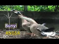 Download Lagu Bunyi Angsa Kampung