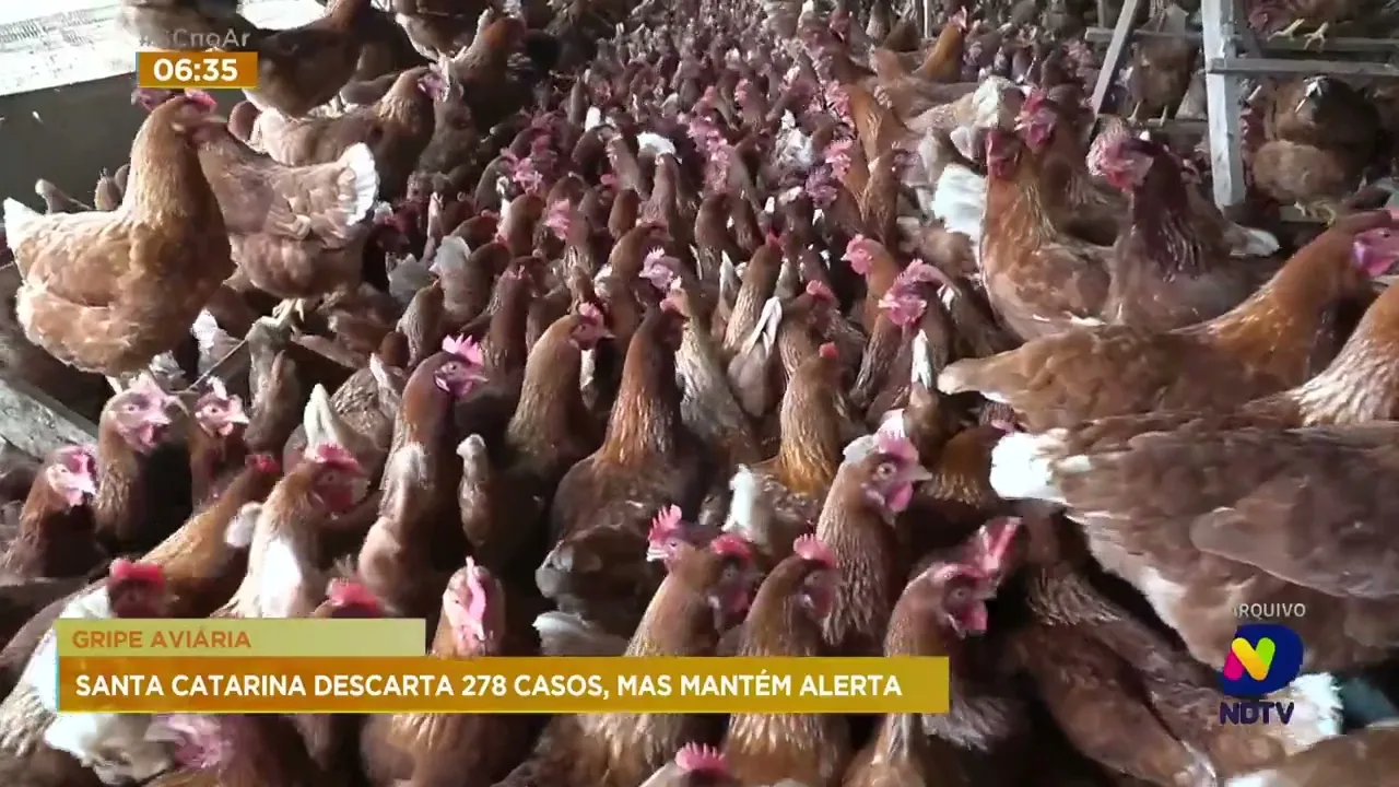 Ministério da Agricultura já descartou 278 casos de Gripe aviária em SC