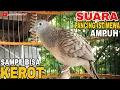 Download Lagu PERKUTUT LOKAL GACOR | PANCINGAN AMPUH NGEROT ‼️ GACOR DOR 💥