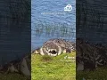 Download Lagu Massive crocodile sunbathes by Florida pond