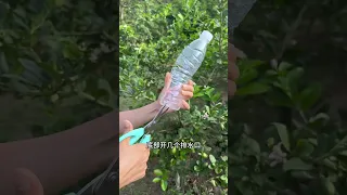 扦插繁殖檸檬樹的方法 檸檬 扦插 花卉綠植 養花小知識 分享養花經驗 