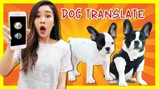 Download NGOMONG SAMA ANJING AKU PAKE DOG TRANSLATOR!! MP3