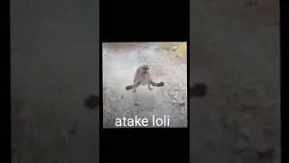 Atake Loli REMASTERED 